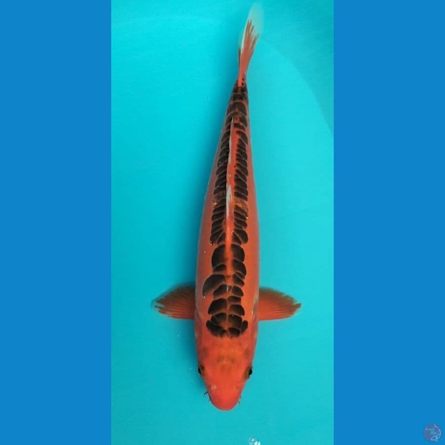 Shusui merah 38cm