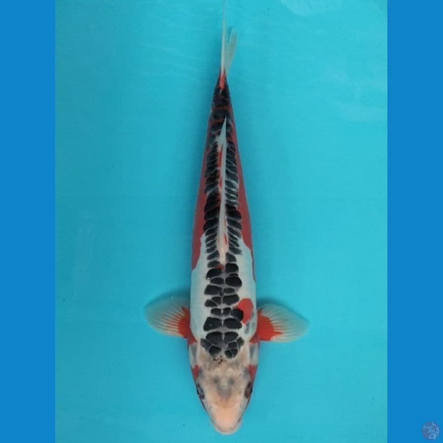 Shusui 37cm M