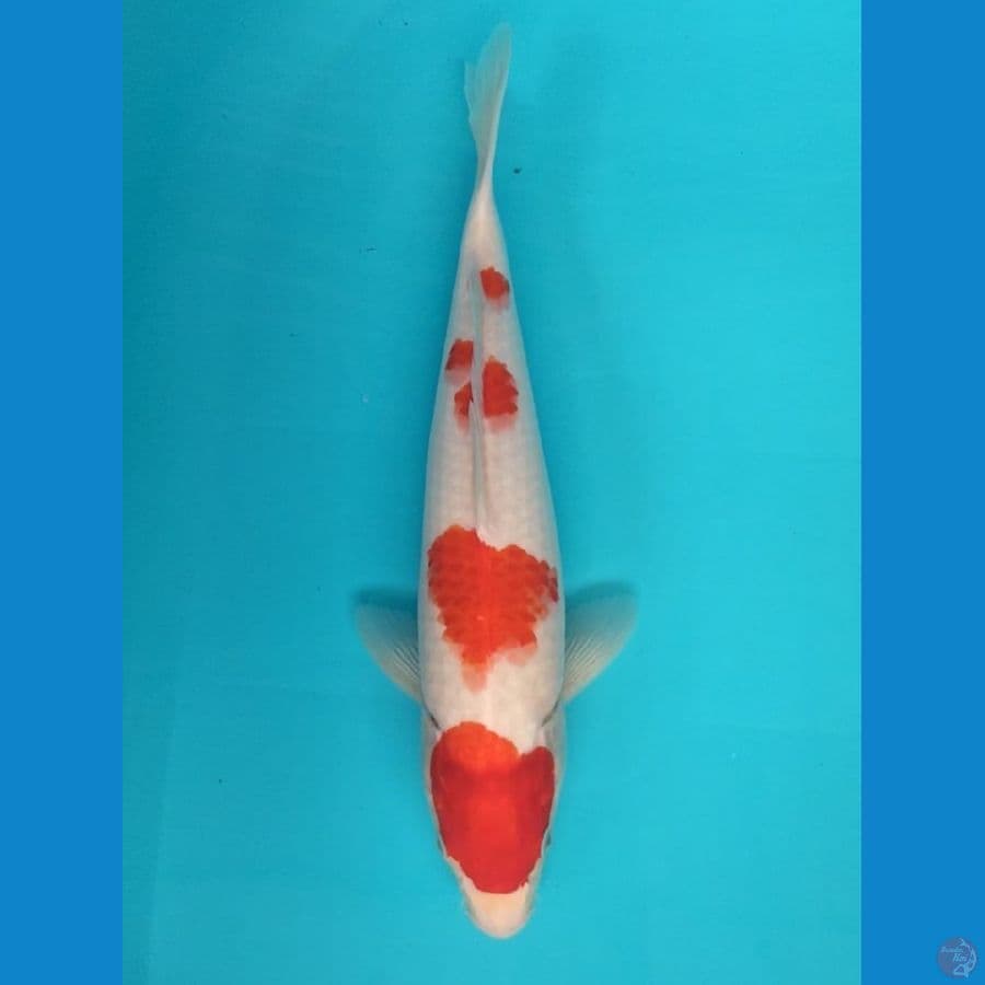kohaku 38cm F