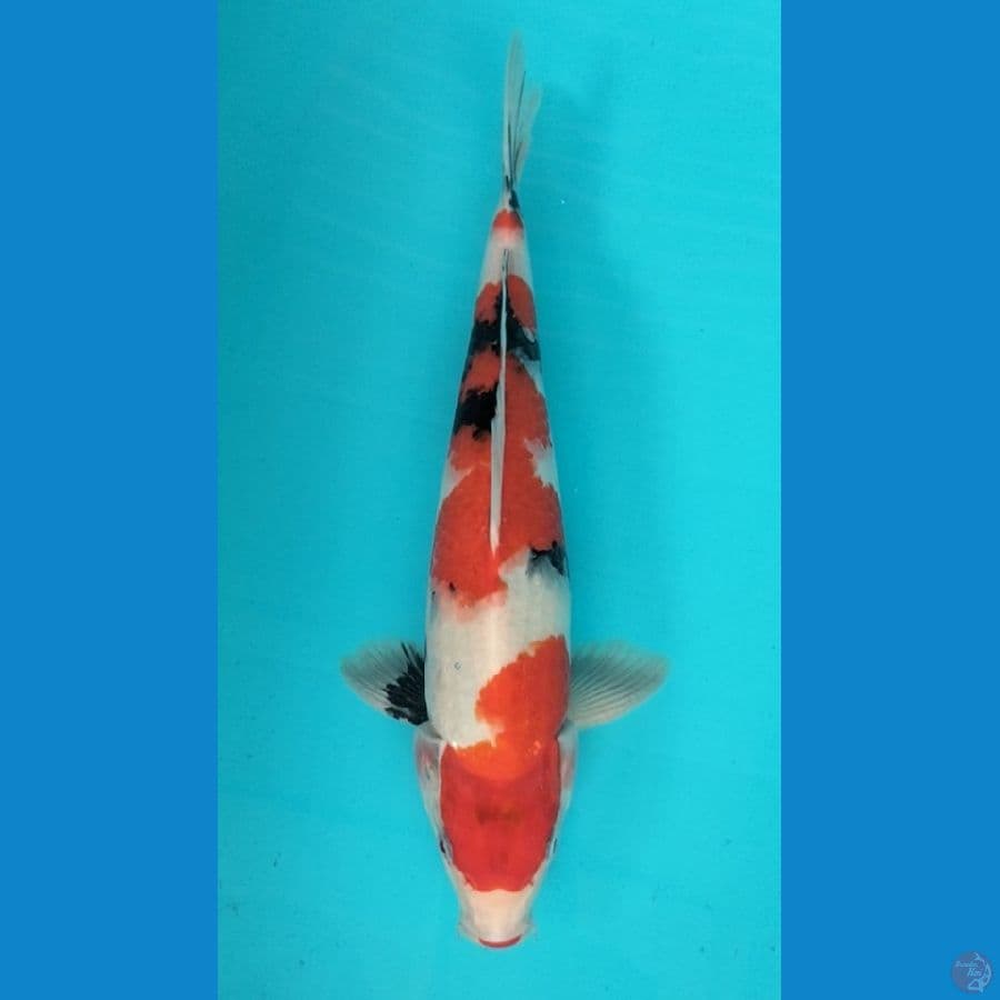 Showa 37cm F