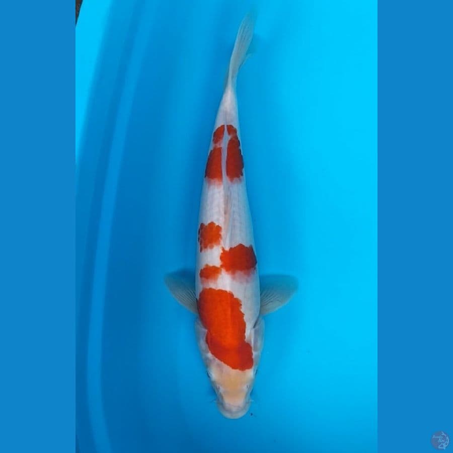 Kohaku 38 cm F