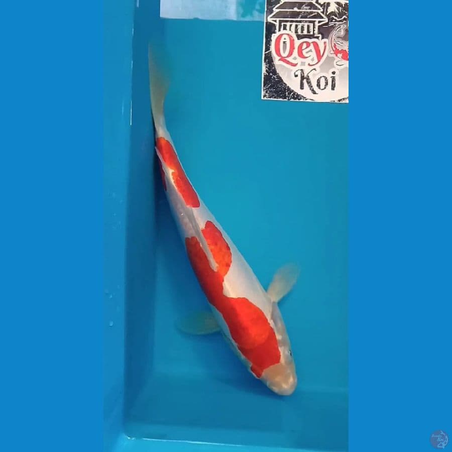 Kohaku Doitsu Murni 