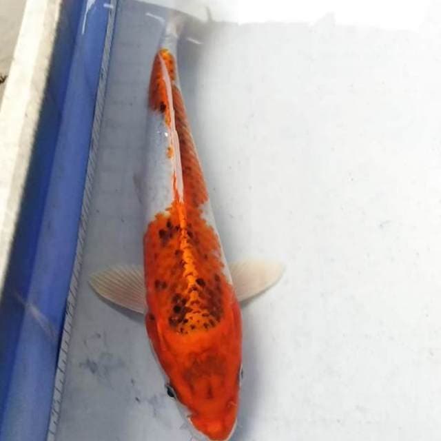 Kujaku original 31cm