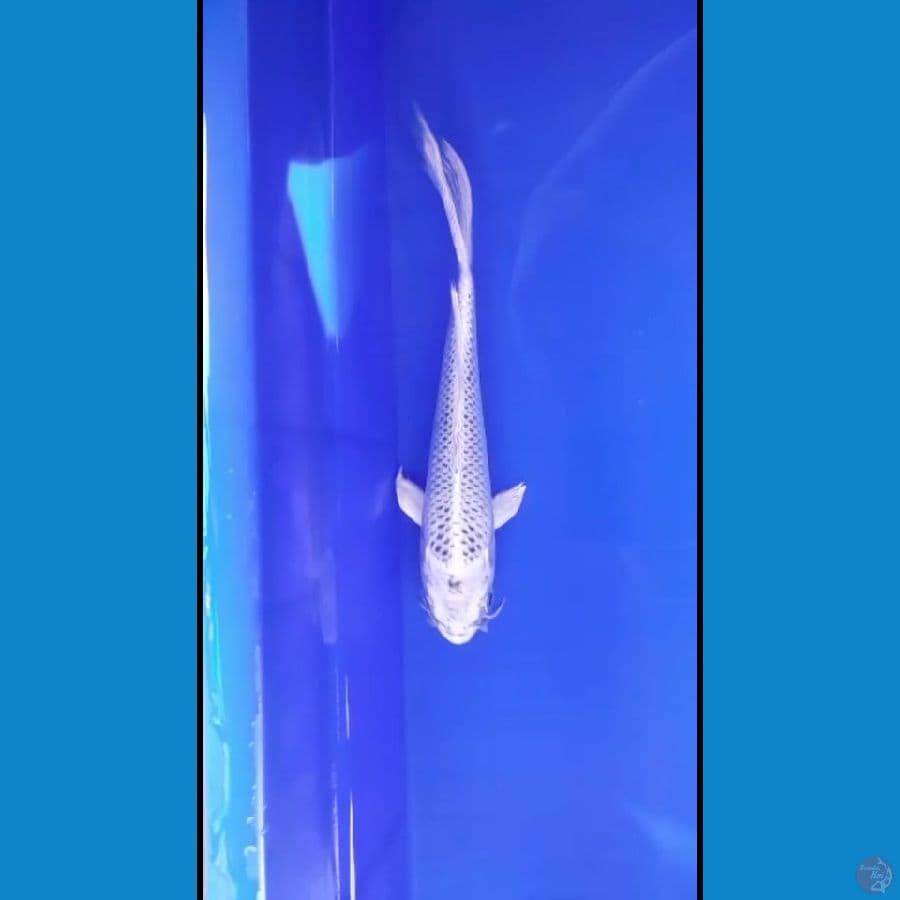 mukashi ogon