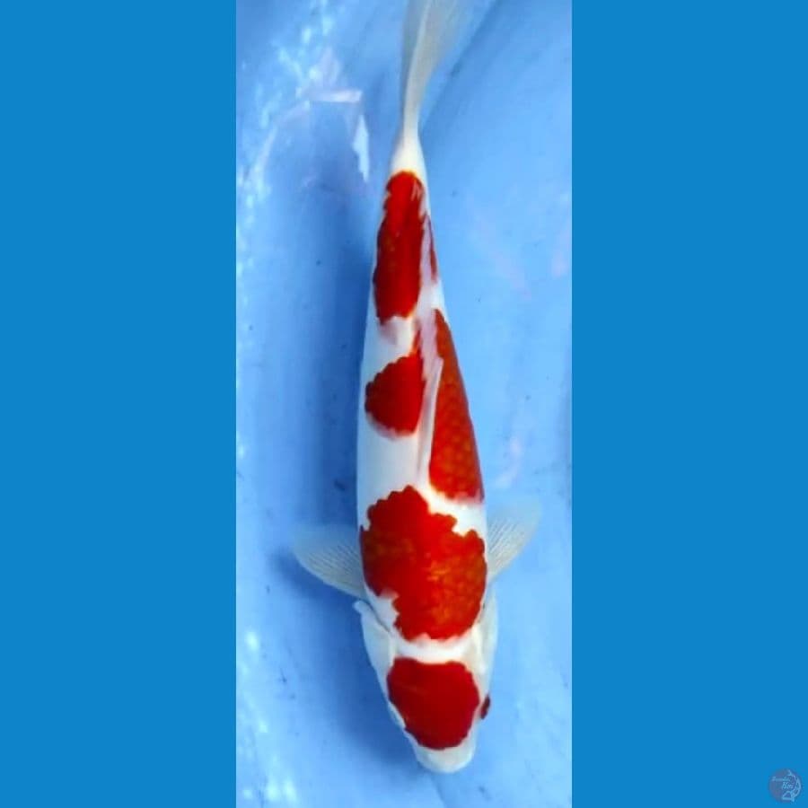 kohaku 33cm