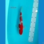 Malle Kohaku 30cm
