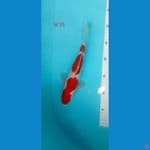  malle kohakhu 25 cm