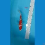 Malle kohakhu 26 cm 