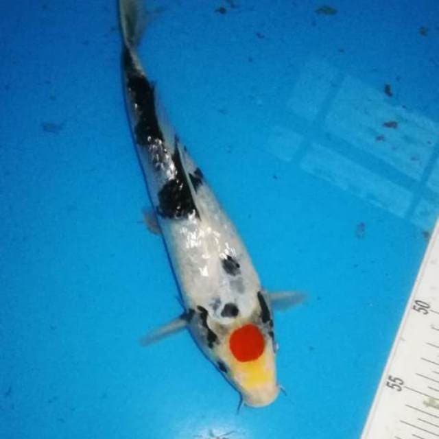 27cm Tancho Showa