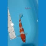 fimale kohakhu 26 cm