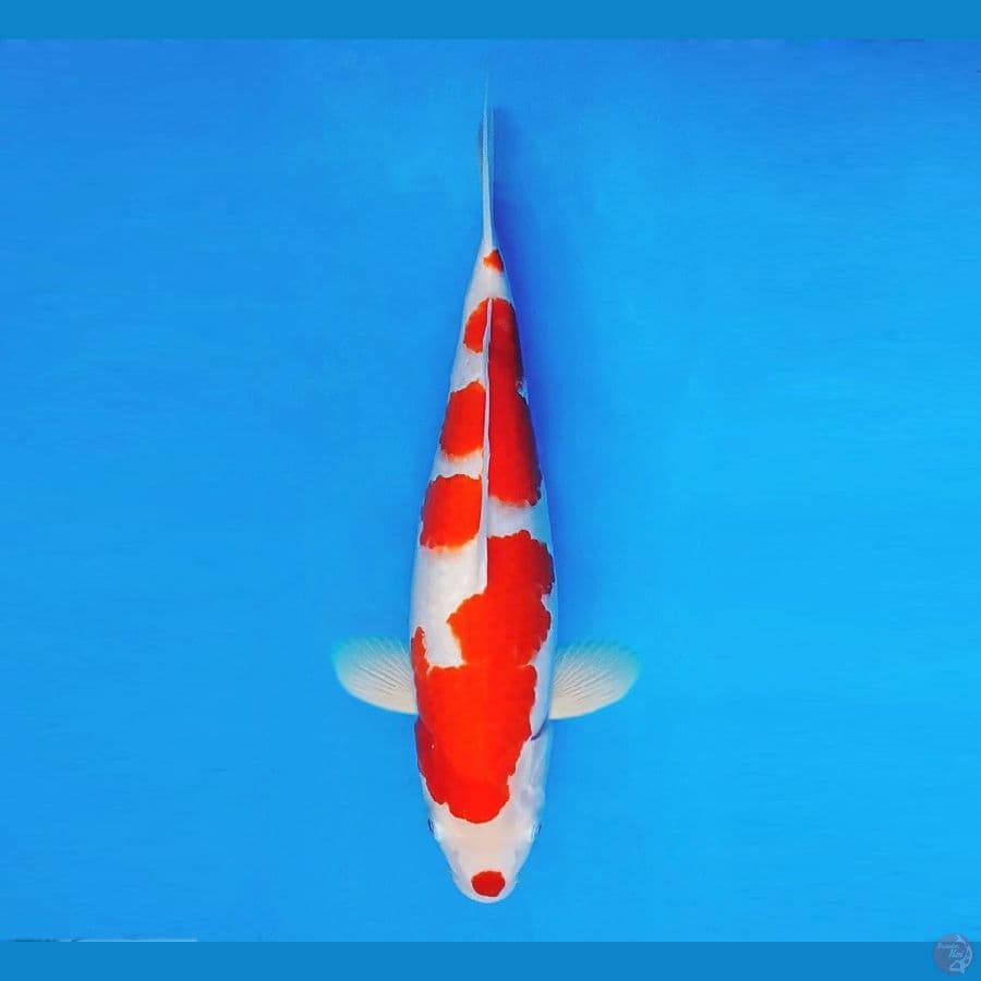 HARAJUKU 6 ~ Kohaku 34 cm/fm ®