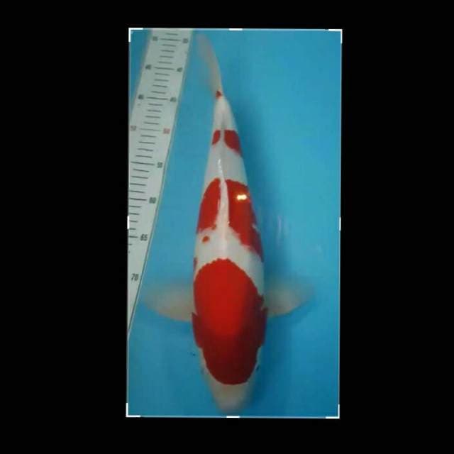 Yondan Kohaku Good Skin & Red Strong