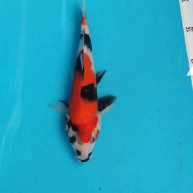 Showa 23cm