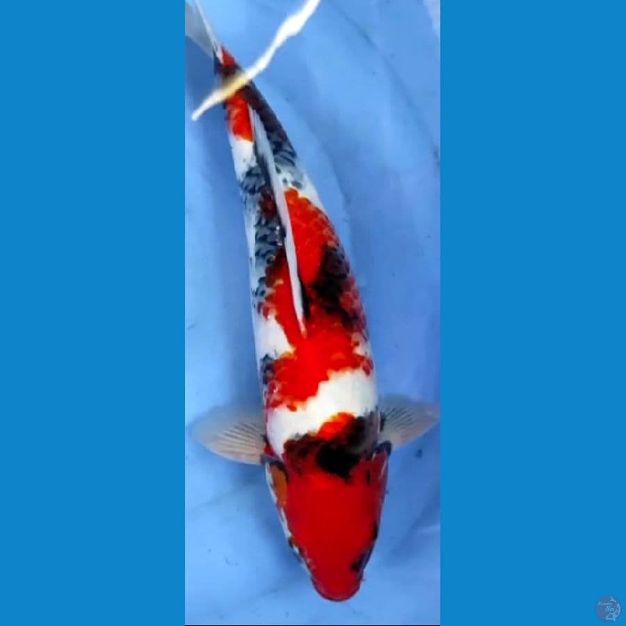 showa 40cm M