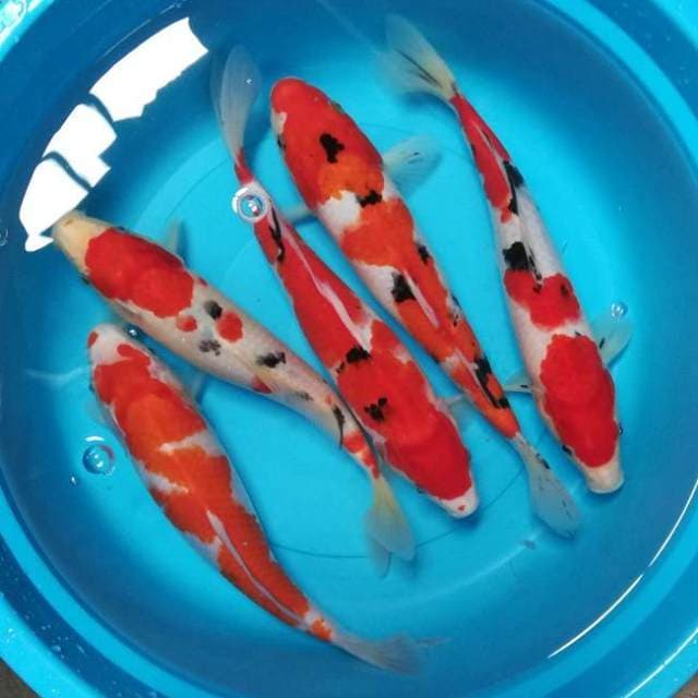 Sanke Kohaku