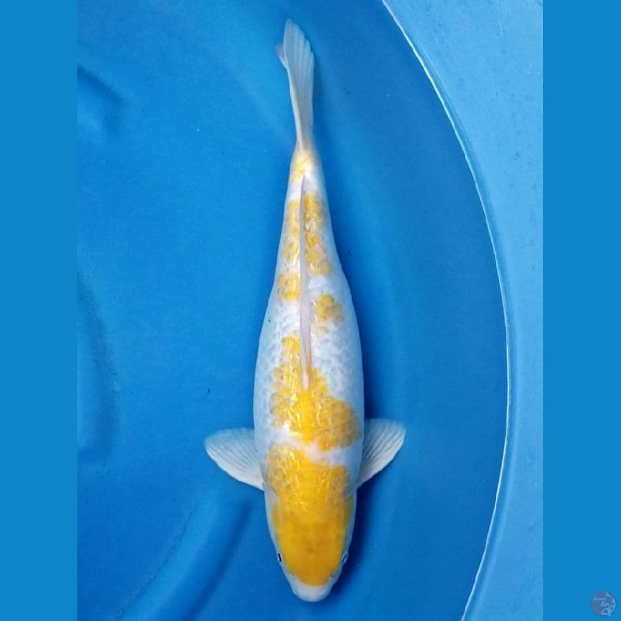 KOYO GINRIN 39 CM FM