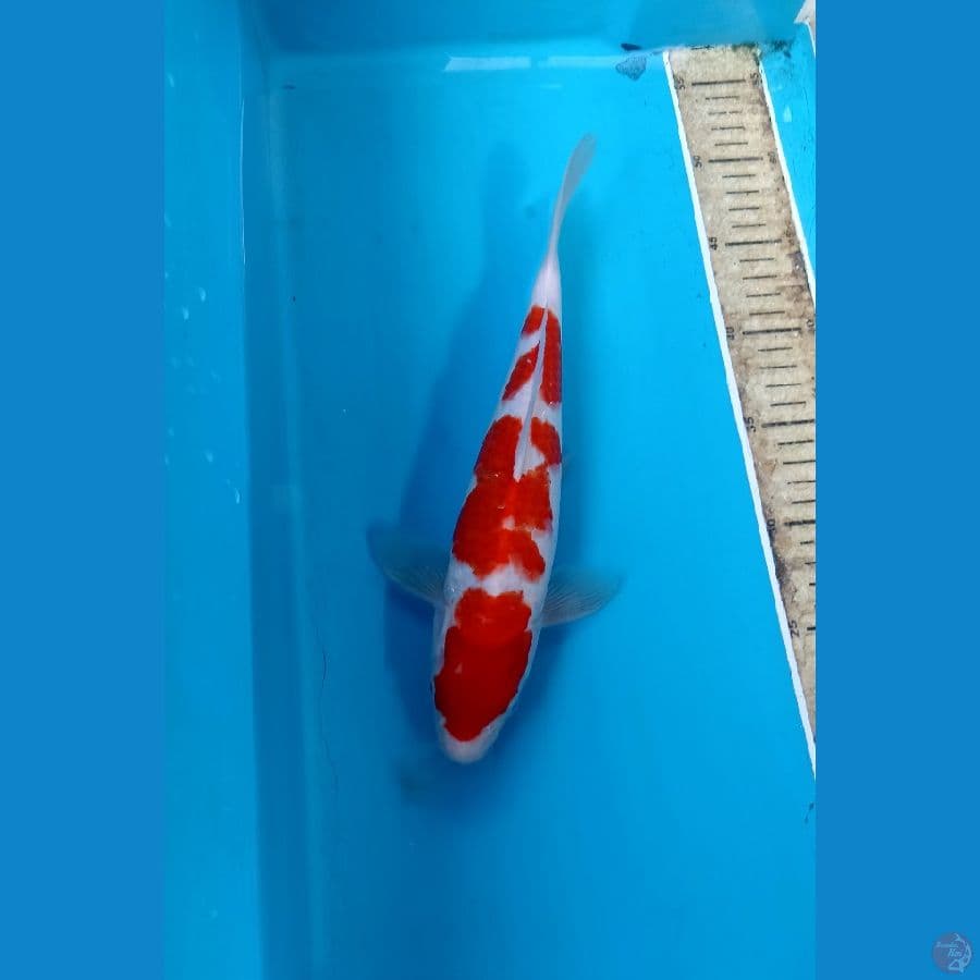 Kohaku 28cm