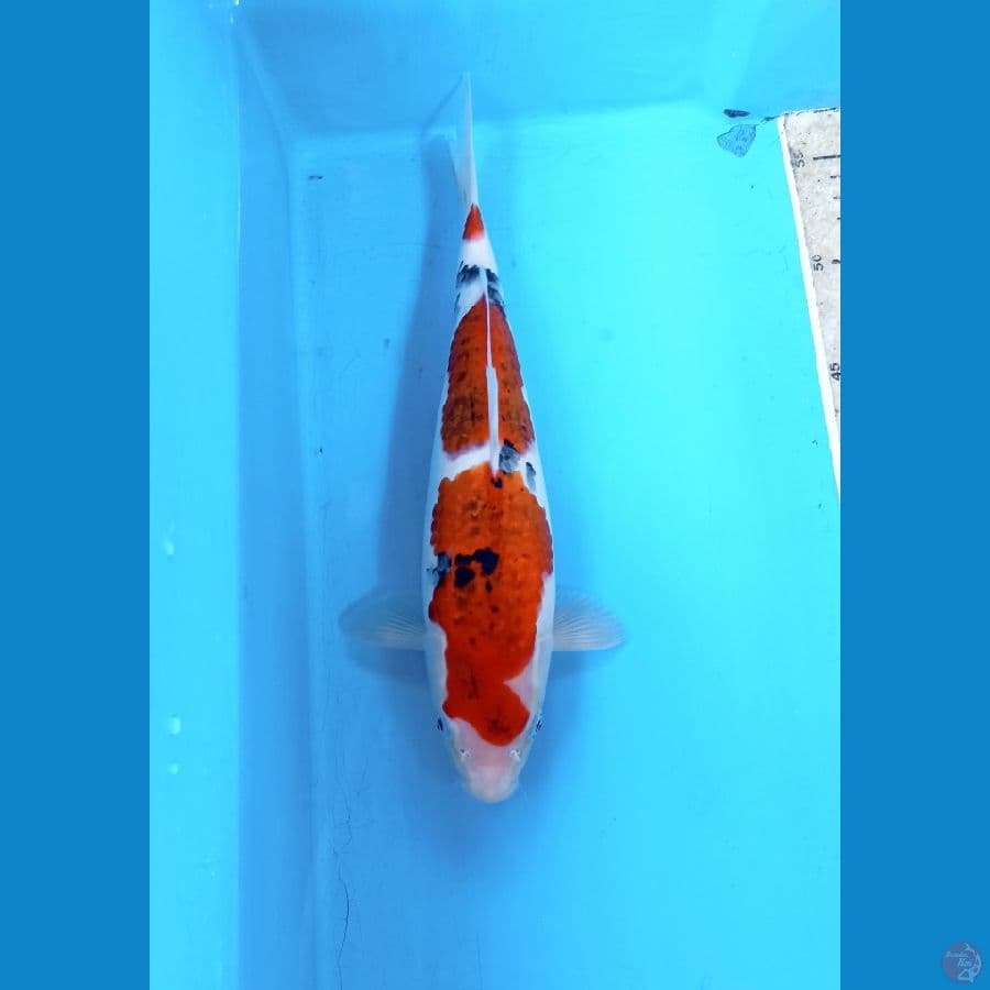 Koromo sanke 28cm/male
