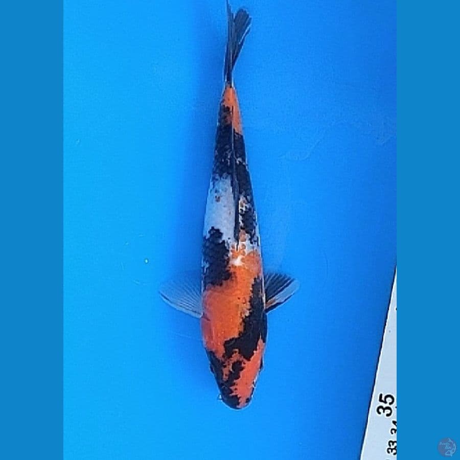 SHOWA (20CM)