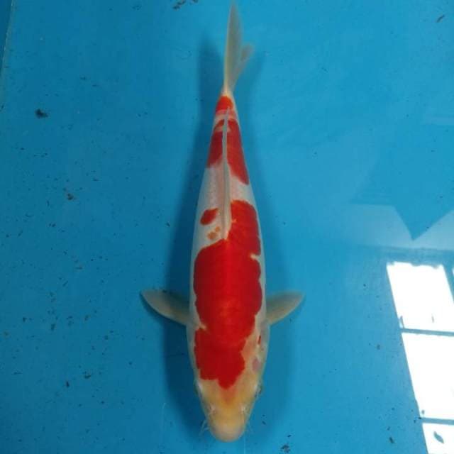 Kohaku