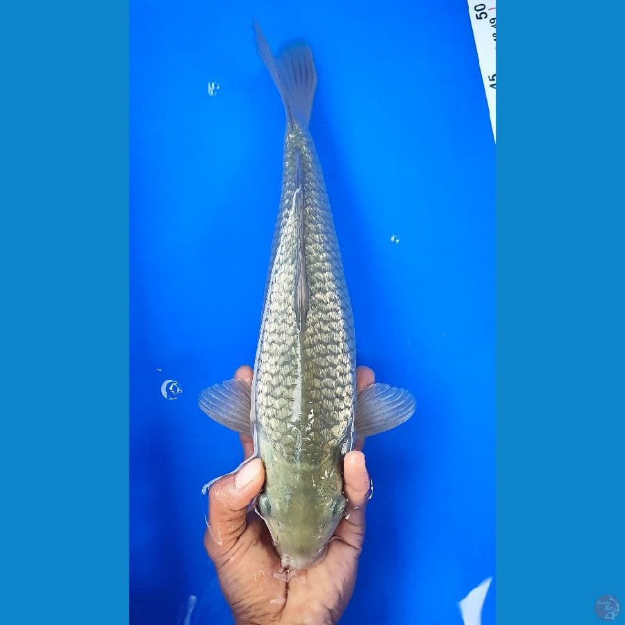 SORAGOI JANTAN (33CM)