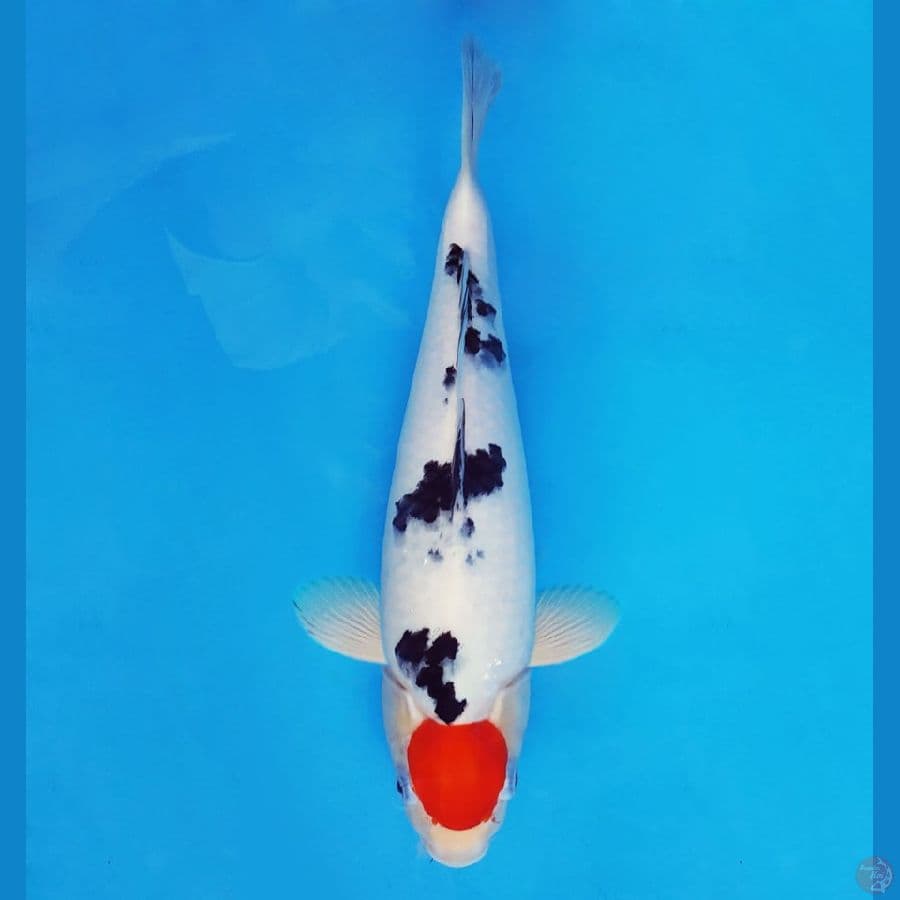 TORA 2 ~ Tancho Sanke 36 cm/fm ™