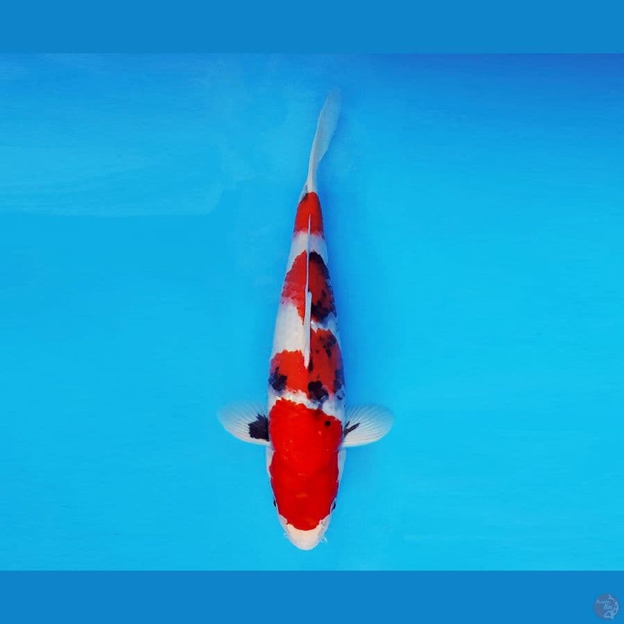TORA 3 ~ Showa Evolution 33 cm/male ™