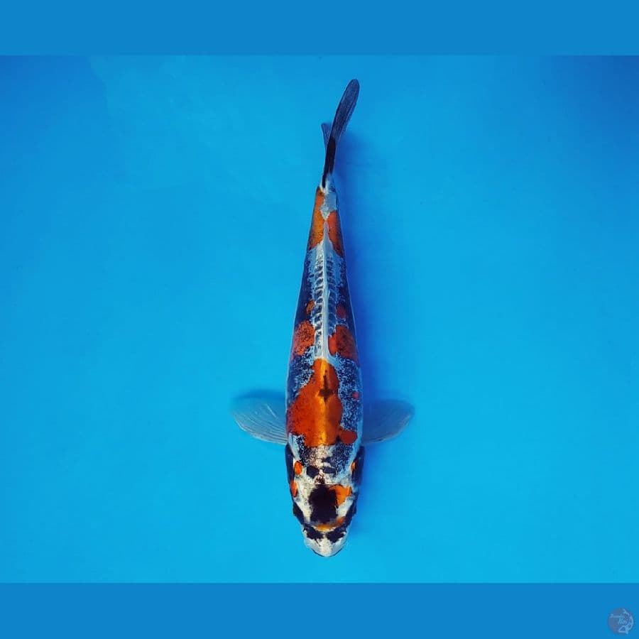 TORA 4 ~ Beni Kikokuryu 19 cm/male ™