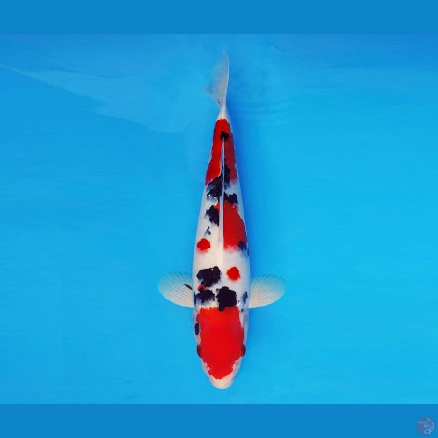TORA 6 ~ Taisho Sanke 30 cm/male ™