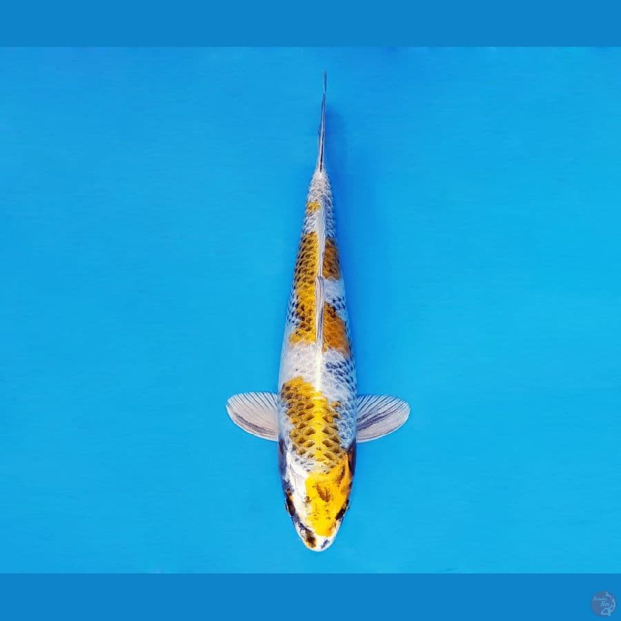 TORA 8 ~ Kin Showa 33 cm/fm ™