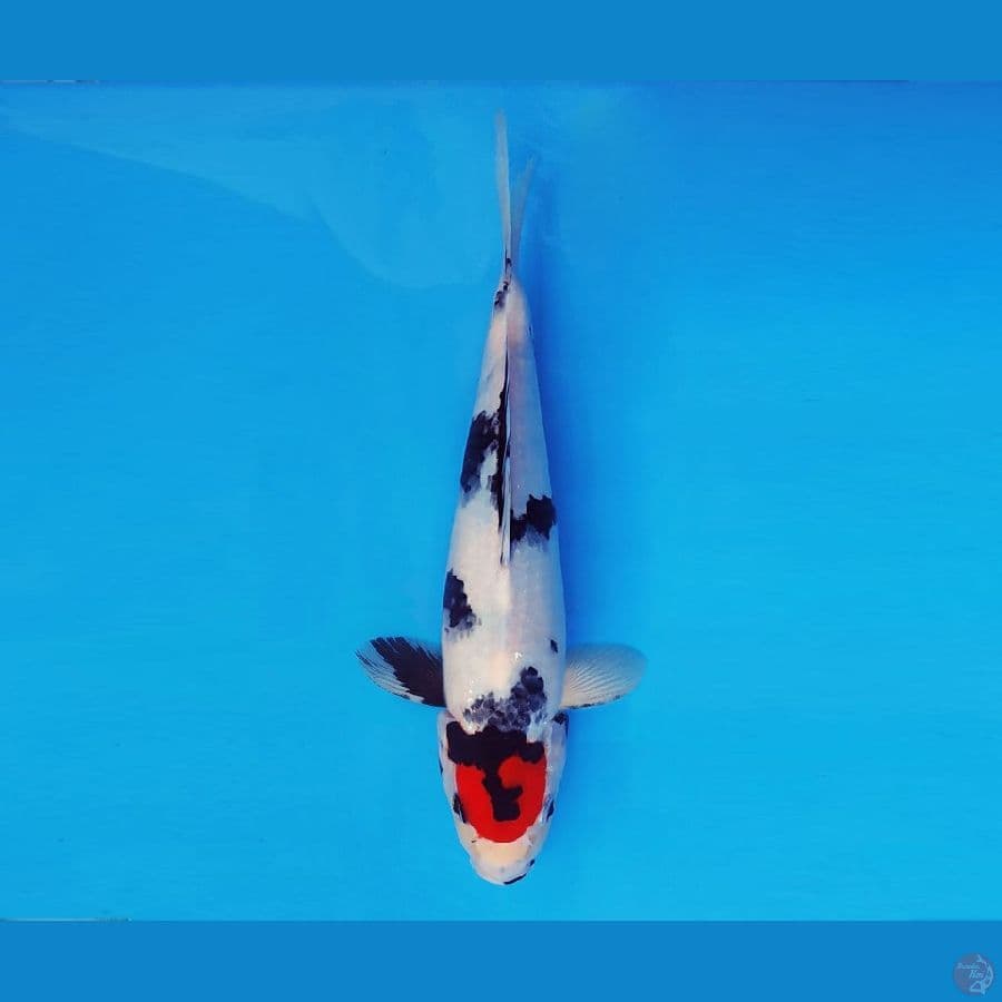 TORA 11 ~ Tancho Showa Evo 32 cm/male ™