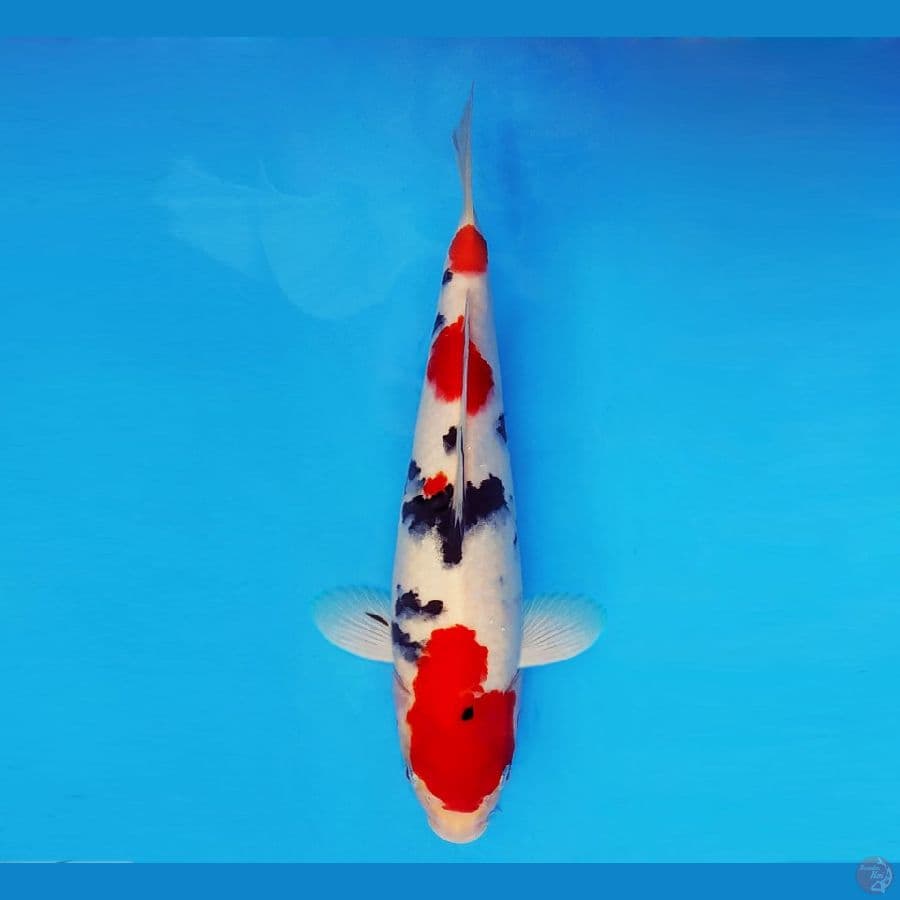 TORA 13 ~ Taisho Sanke 34 cm/fm ™