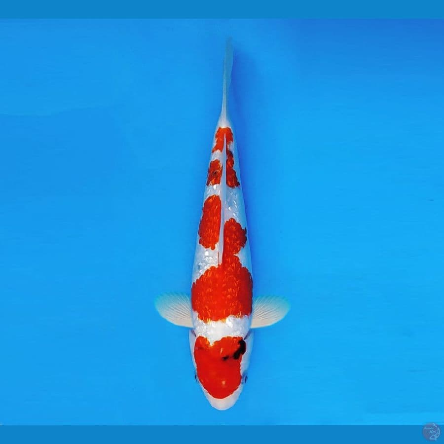 TORA 14 ~ Sanke Gin Rin 26 cm/fm ™