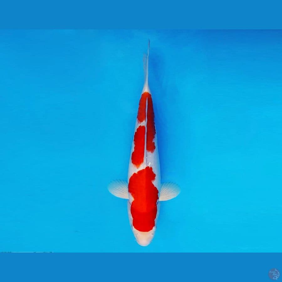 TORA 15 ~ Kohaku 27 cm/male ™