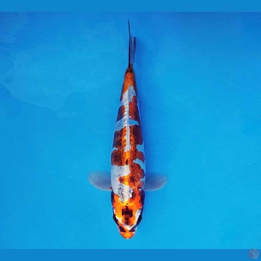 TORA 16 ~ Beni Kikokuryu 22 cm/male ™
