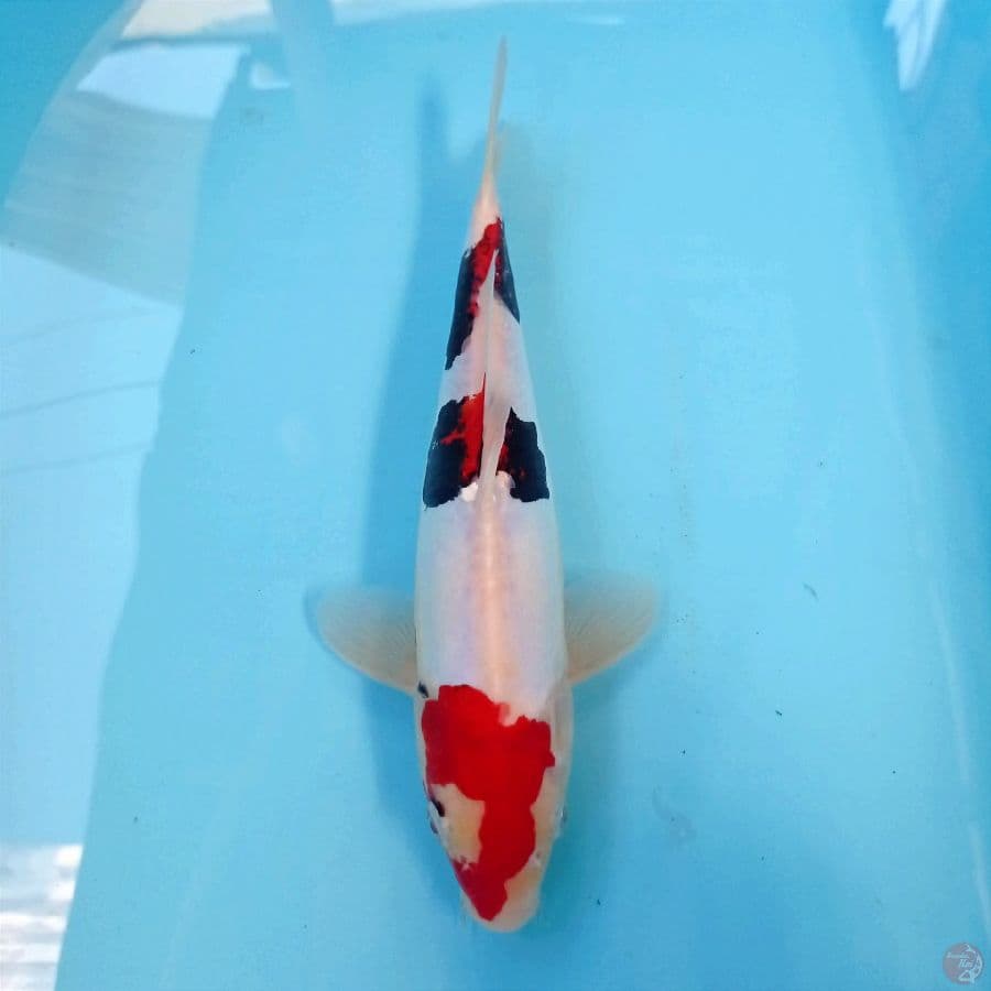 Beni kumonryu, 27 cm