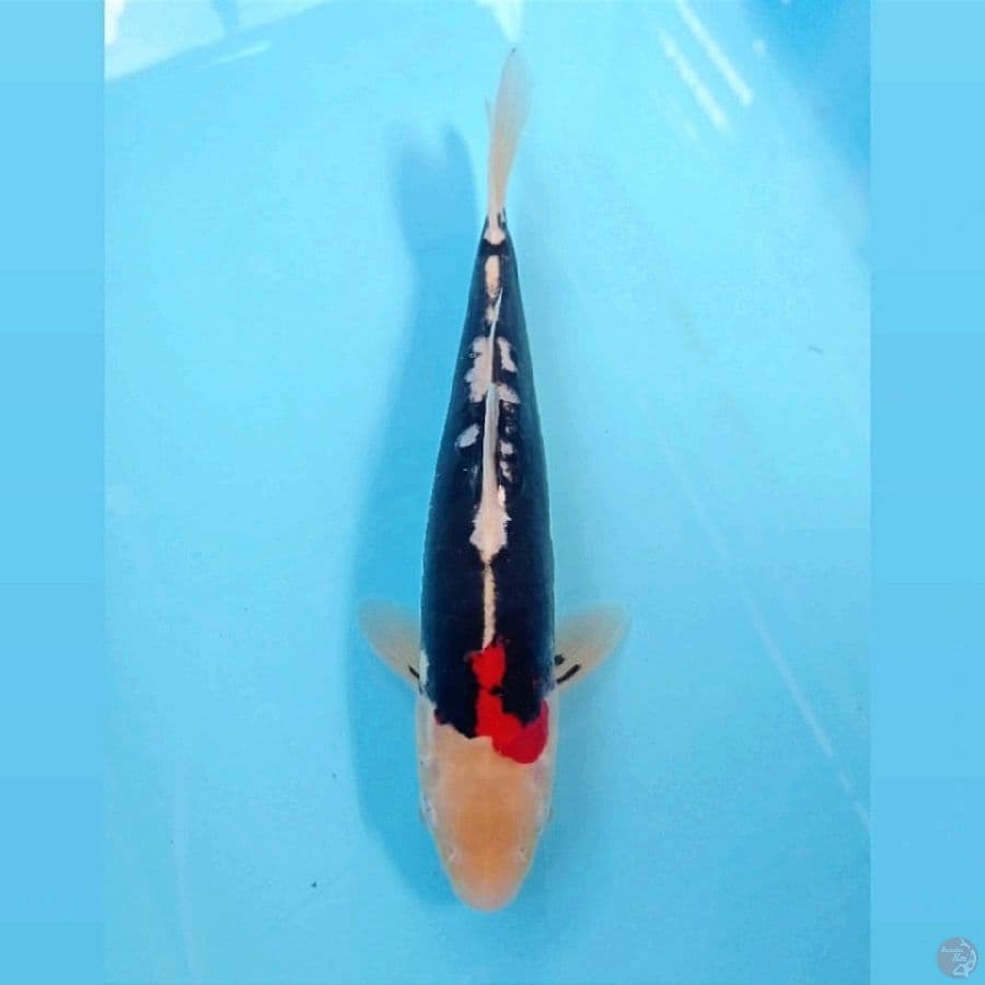 beni kumonryu, 25 cm