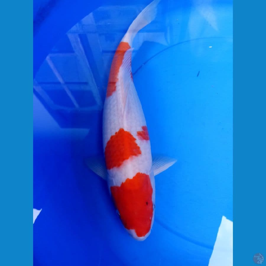 40 cm kohaku hamil