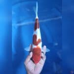 32CM # AI KOROMO - F