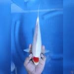 30CM # TANCHO KOHAKU ORI - M