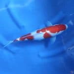33CM # KOHAKU MANTAP - F