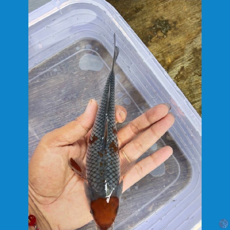 ochiba 18cm