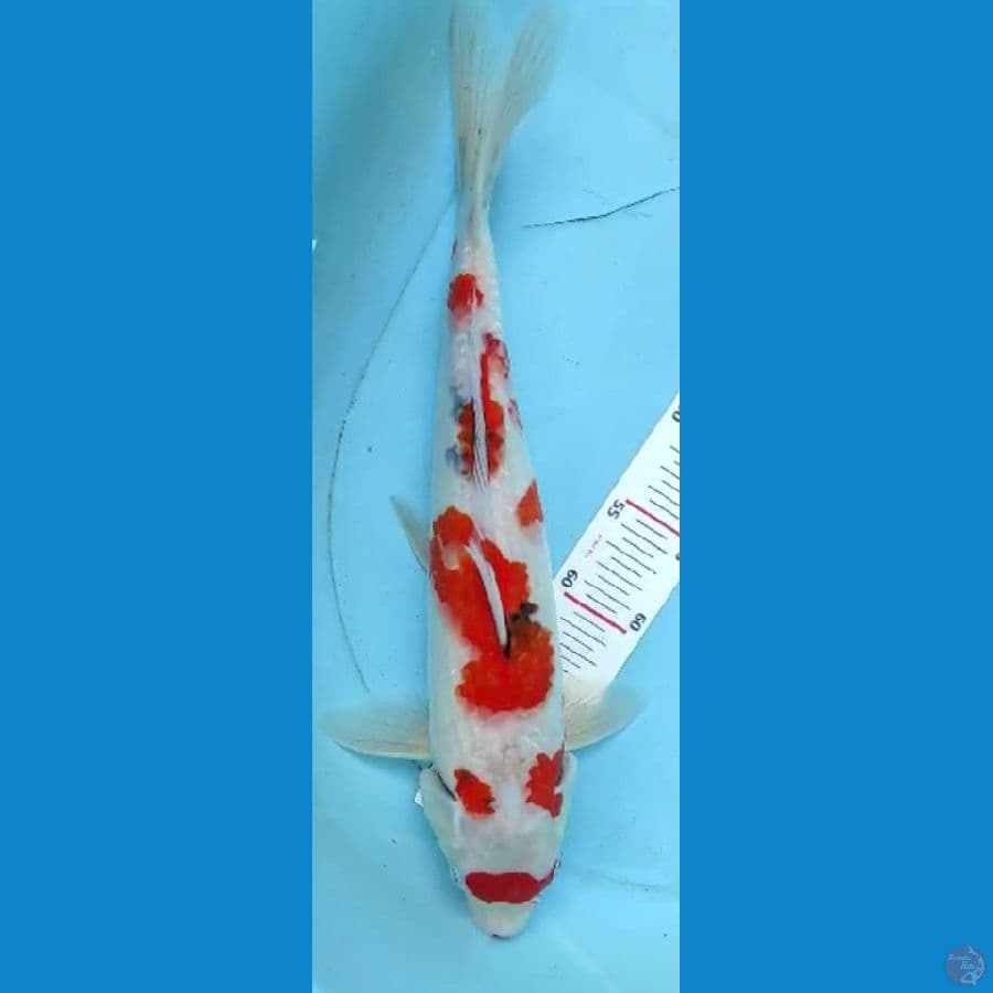 showa 39cm