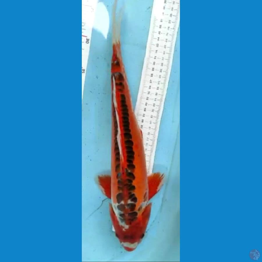shusui 41cm