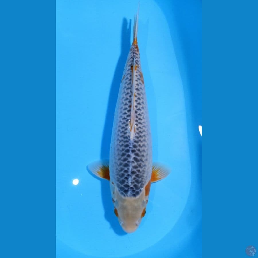 ASAGI JUMBO 46CM MALE°