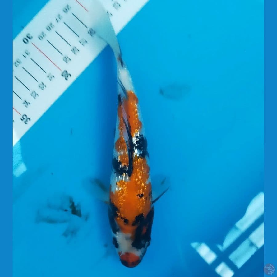 showa gindrin 20 cm