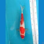 KOHAKU 28CM FEMALE 