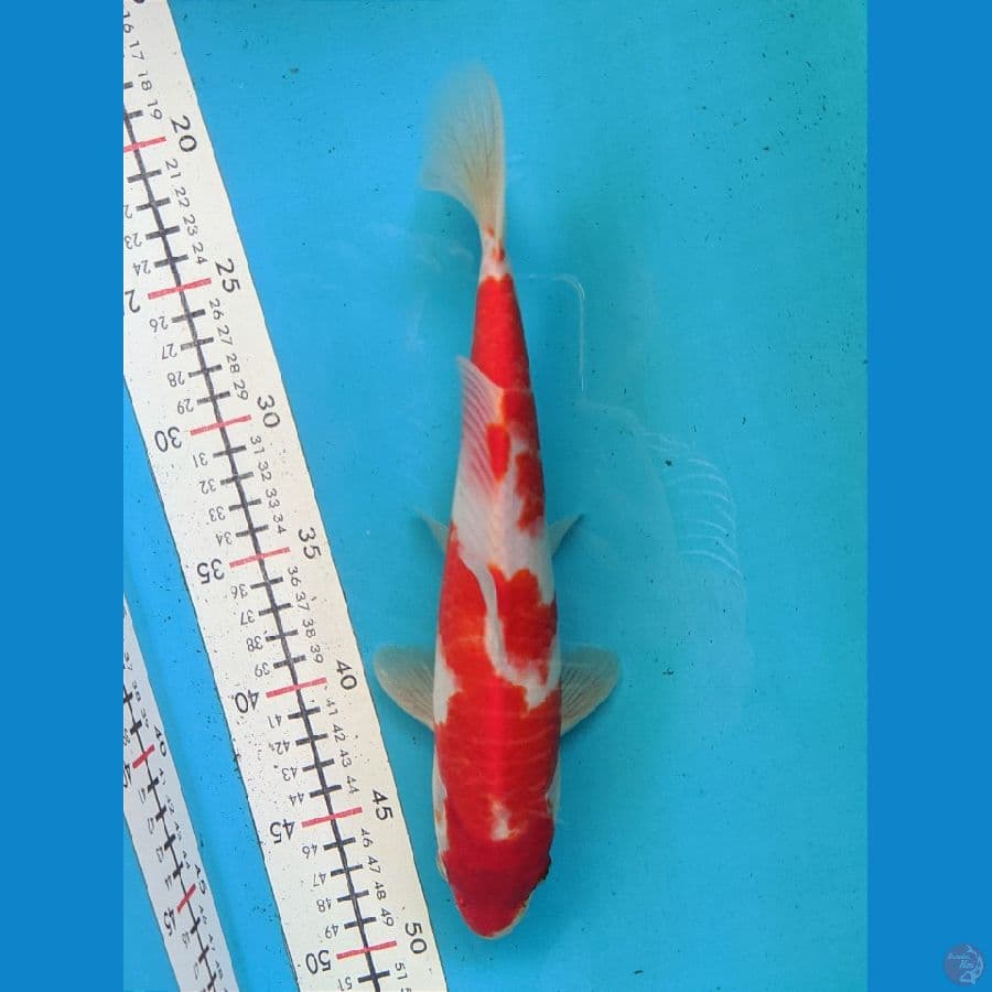 KOHAKU 28CM FEMALE