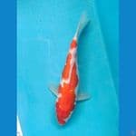 KOHAKU 24CM FEMALE 