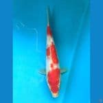 KOHAKU GINRIN 24CM FEMALE 